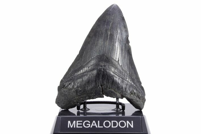 Fossil Megalodon Tooth - South Carolina #360759